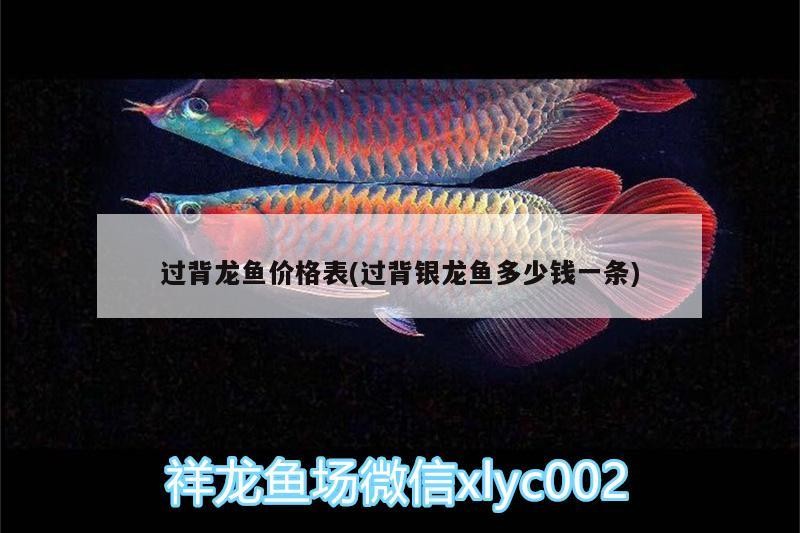 過背龍魚價格表(過背銀龍魚多少錢一條)