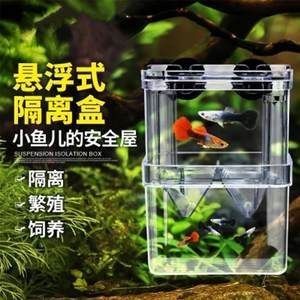 大魚缸隔離盒養小魚：大魚缸隔離盒養小魚需要注意水質管理、水質管理的要點