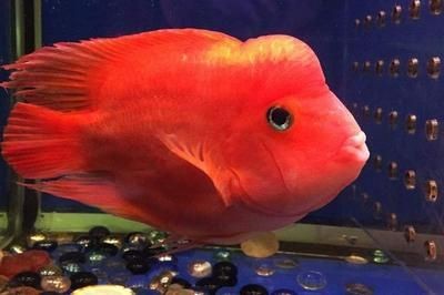 淡水魚 魚缸喂養數量：如何計算淡水魚的理想養魚密度