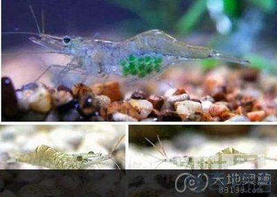 淡水魚 魚缸喂養數量：如何計算淡水魚的理想養魚密度