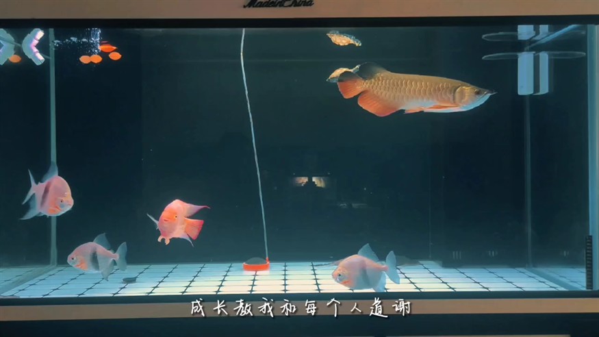 小金龍成長記第 192
