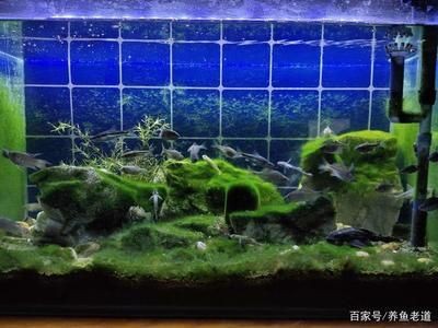處理魚缸青苔什么魚最好養(yǎng)：如何處理魚缸青苔 處理魚缸青苔什么魚最好養(yǎng)：如何處理魚缸青苔 魚缸百科 第3張