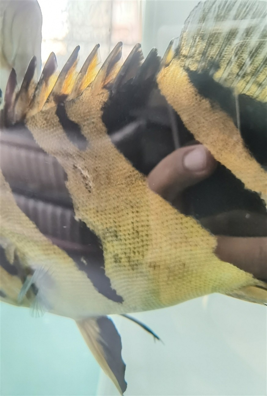 虎魚身上突然多了個這是啥， 虎魚身上突然多了個這是啥， 龍魚論壇 第4張