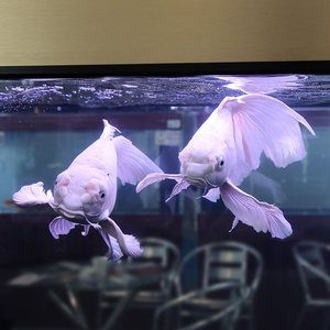 過背金龍魚燈光每天應該開多久，背金龍魚燈光每天應該開多久