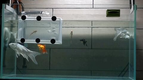 100cm魚缸能養幾條蝴蝶鯉