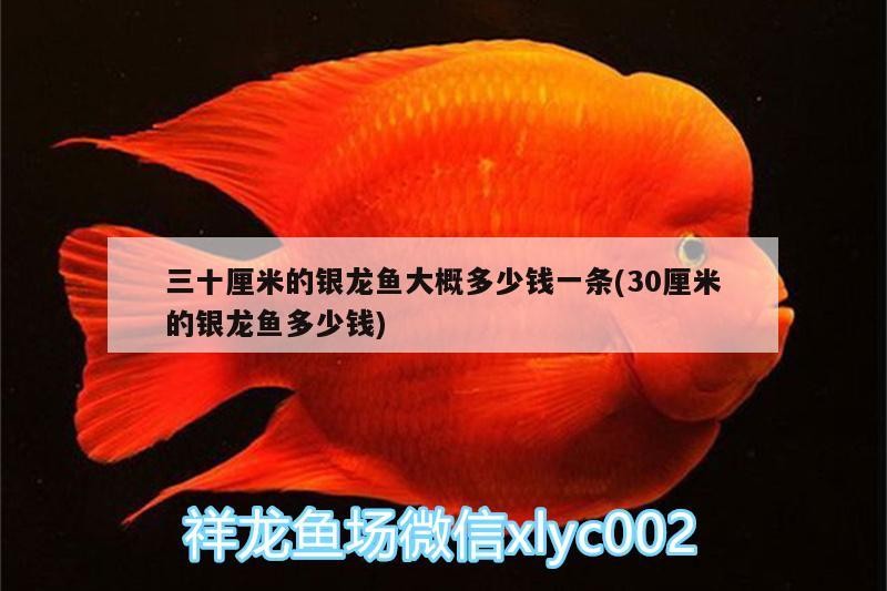 三十厘米的銀龍魚大概多少錢一條(30厘米的銀龍魚多少錢)