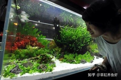 玻璃魚缸為什么會爆缸的原因：如何預防魚缸爆裂