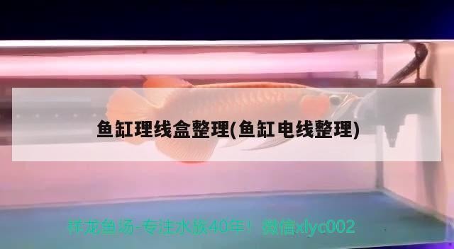 紅龍虎魚混養(yǎng)魚缸背景顏色：精選問答 紅龍虎魚混養(yǎng)魚缸背景顏色：精選問答 虎魚百科 第1張