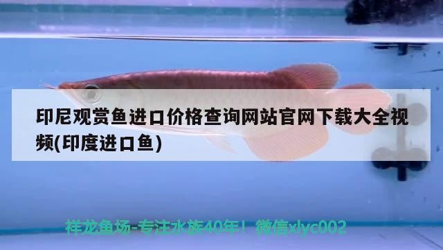 紅龍虎魚混養(yǎng)魚缸背景顏色：精選問答 紅龍虎魚混養(yǎng)魚缸背景顏色：精選問答 虎魚百科 第2張