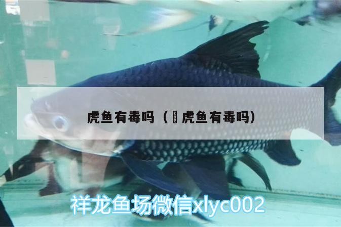 虎魚(yú)有毒嗎（鰕虎魚(yú)有毒嗎）