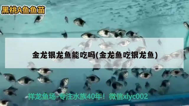 金龍銀龍魚能吃嗎(金龍魚吃銀龍魚)