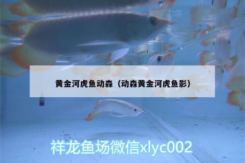 魚缸用增氧泵價格是多少:魚缸增氧機-xtrac增氧機-xtrac增氧機 黃金河虎魚動森(動森黃金河虎魚影) 虎魚百科 黃金河虎魚動森(動森黃金河虎魚影) 黃金河虎魚動森(動森黃金河虎魚影) 虎魚百科