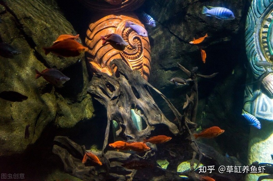 沉木放魚缸水變黃：如何防止沉木導致魚缸水變黃？