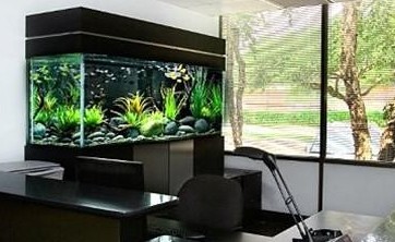 七臺河市桃山區大海水族館（七臺河市桃山區大海水族館電話）