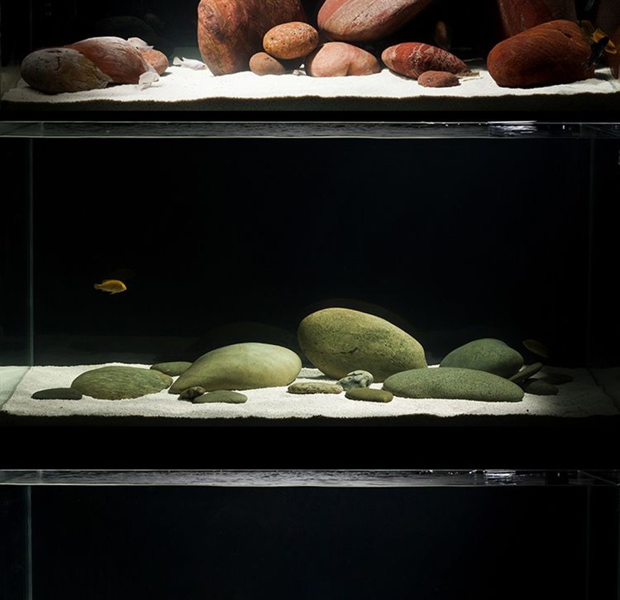 鵝卵石做魚缸：鵝卵石做魚缸的一些優勢