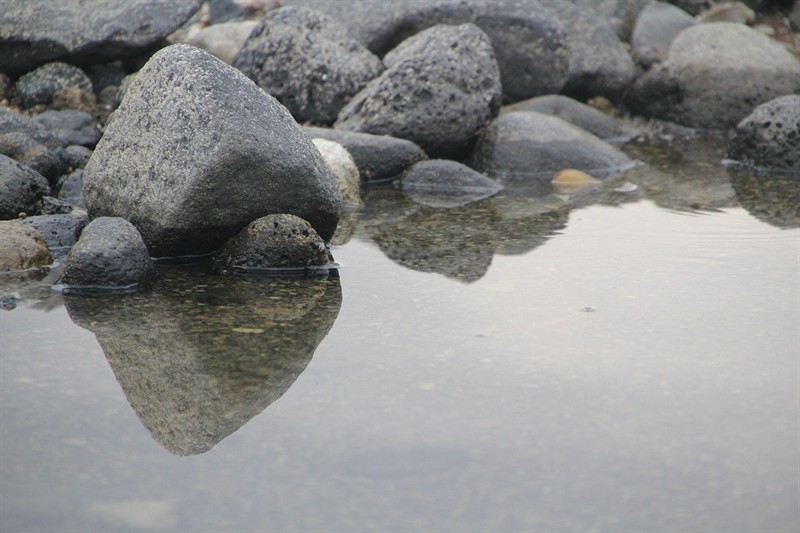 老虎魚和<strong><mark>安康</mark></strong>魚是同一種魚嗎？，老虎魚和<strong><mark>安康</mark></strong>魚又叫什么名字呢