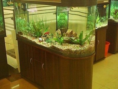 玻璃魚缸有水垢怎么去除：如何有效的去除玻璃魚缸水垢？