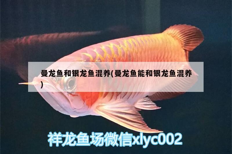 曼龍魚和銀龍魚混養(曼龍魚能和銀龍魚混養)