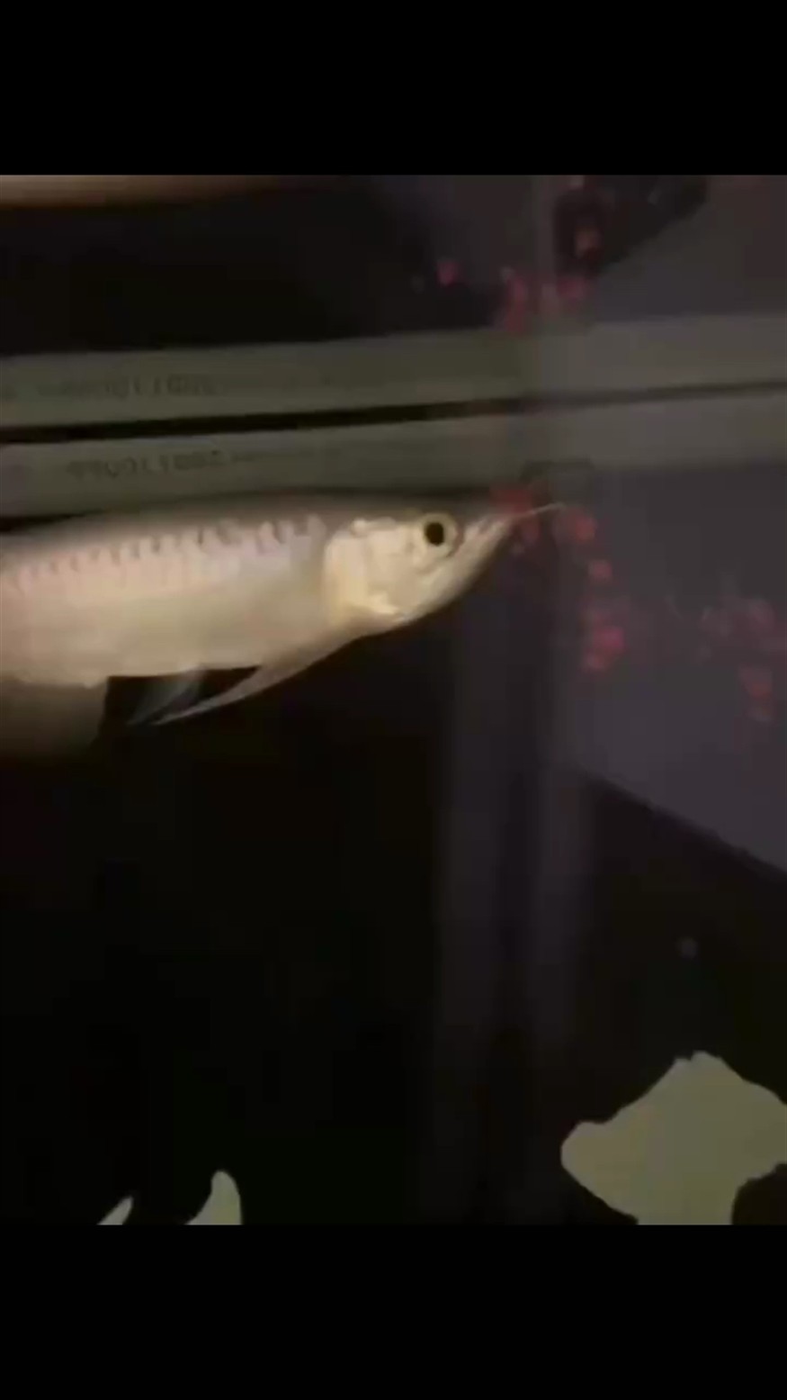 一眨眼就長大了