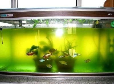 不想養(yǎng)魚了魚缸怎么處理好：不想養(yǎng)魚了怎么處理魚缸不養(yǎng)魚了怎么處理魚缸不養(yǎng)魚