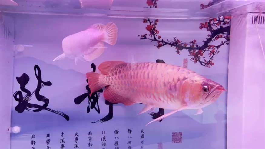 紫嫣紅龍