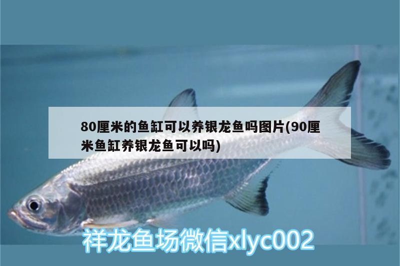 80厘米的魚缸可以養銀龍魚嗎圖片(90厘米魚缸養銀龍魚可以嗎)