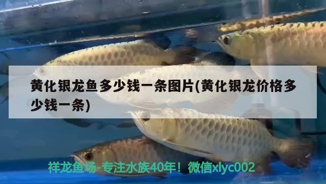 黃化銀龍魚多少錢一條圖片(黃化銀龍價格多少錢一條) 黃化銀龍魚多少錢一條圖片(黃化銀龍價格多少錢一條) 銀龍魚百科