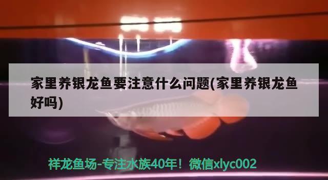 家里養(yǎng)銀龍魚要注意什么問題(家里養(yǎng)銀龍魚好嗎)