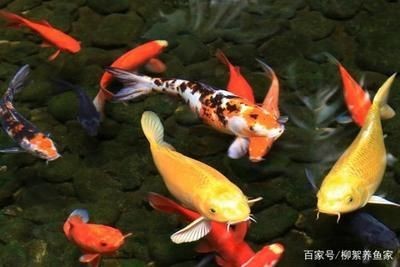 龍魚(yú)跳出魚(yú)缸意味什么