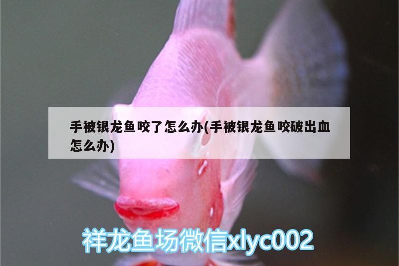 手被銀龍魚咬了怎么辦(手被銀龍魚咬破出血怎么辦)