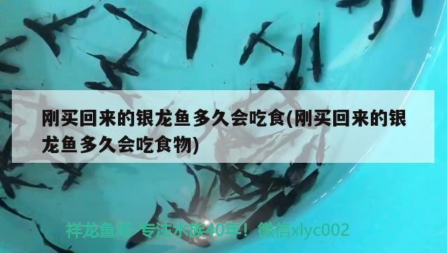 剛買回來的銀龍魚多久會吃食(剛買回來的銀龍魚多久會吃食物)