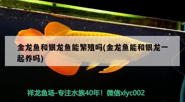 金龍魚和銀龍魚能繁殖嗎(金龍魚能和銀龍一起養嗎)