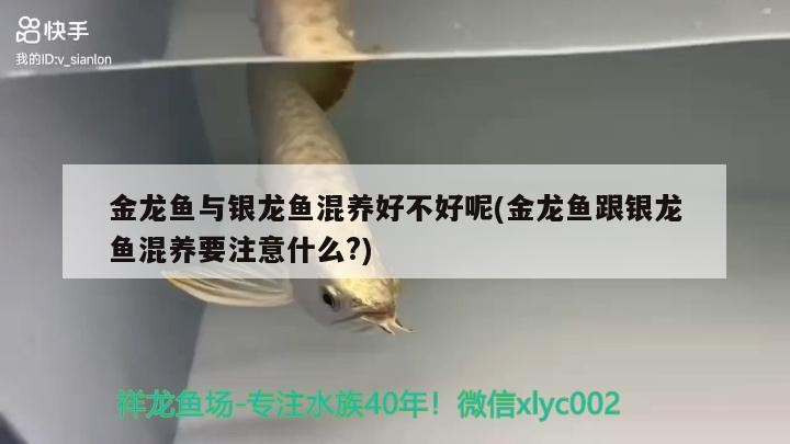金龍魚與銀龍魚混養(yǎng)好不好呢(金龍魚跟銀龍魚混養(yǎng)要注意什么?)