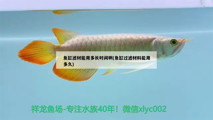 魚缸濾材能用多長(zhǎng)時(shí)間啊(魚缸過濾材料能用多久)