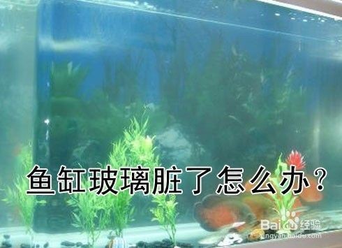 玻璃魚缸的玻璃膠怎么去除掉：如何去除玻璃魚缸上的玻璃膠？