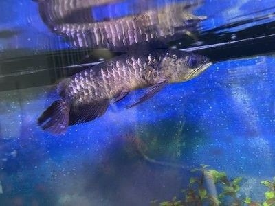 龍魚(yú)沒(méi)精神,游起來(lái)沒(méi)狀態(tài)