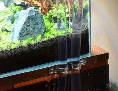 大魚(yú)缸水草種植視頻：魚(yú)缸水草種植教程