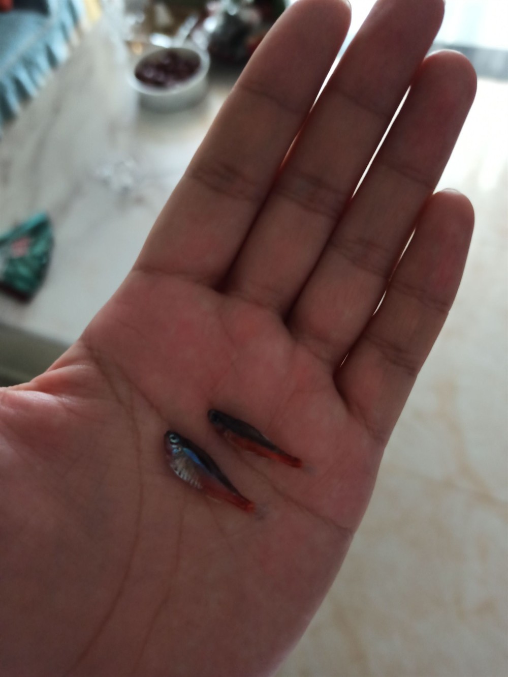 昨天才買(mǎi)的寶蓮燈今天就跳缸成魚(yú)干了