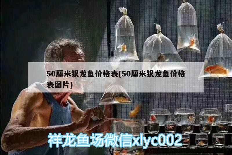 50厘米銀龍魚價格表(50厘米銀龍魚價格表圖片)