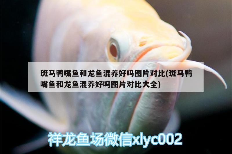 金背銀龍魚價格是多少錢一條(紅背金龍魚價格)