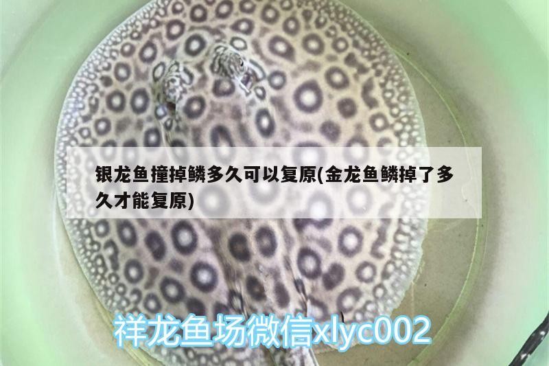 銀龍魚撞掉鱗多久可以復原(金龍魚鱗掉了多久才能復原) 銀龍魚撞掉鱗多久可以復原(金龍魚鱗掉了多久才能復原) 銀龍魚百科 第1張
