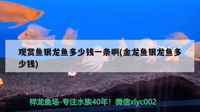 觀賞魚銀龍魚多少錢一條啊(金龍魚銀龍魚多少錢)
