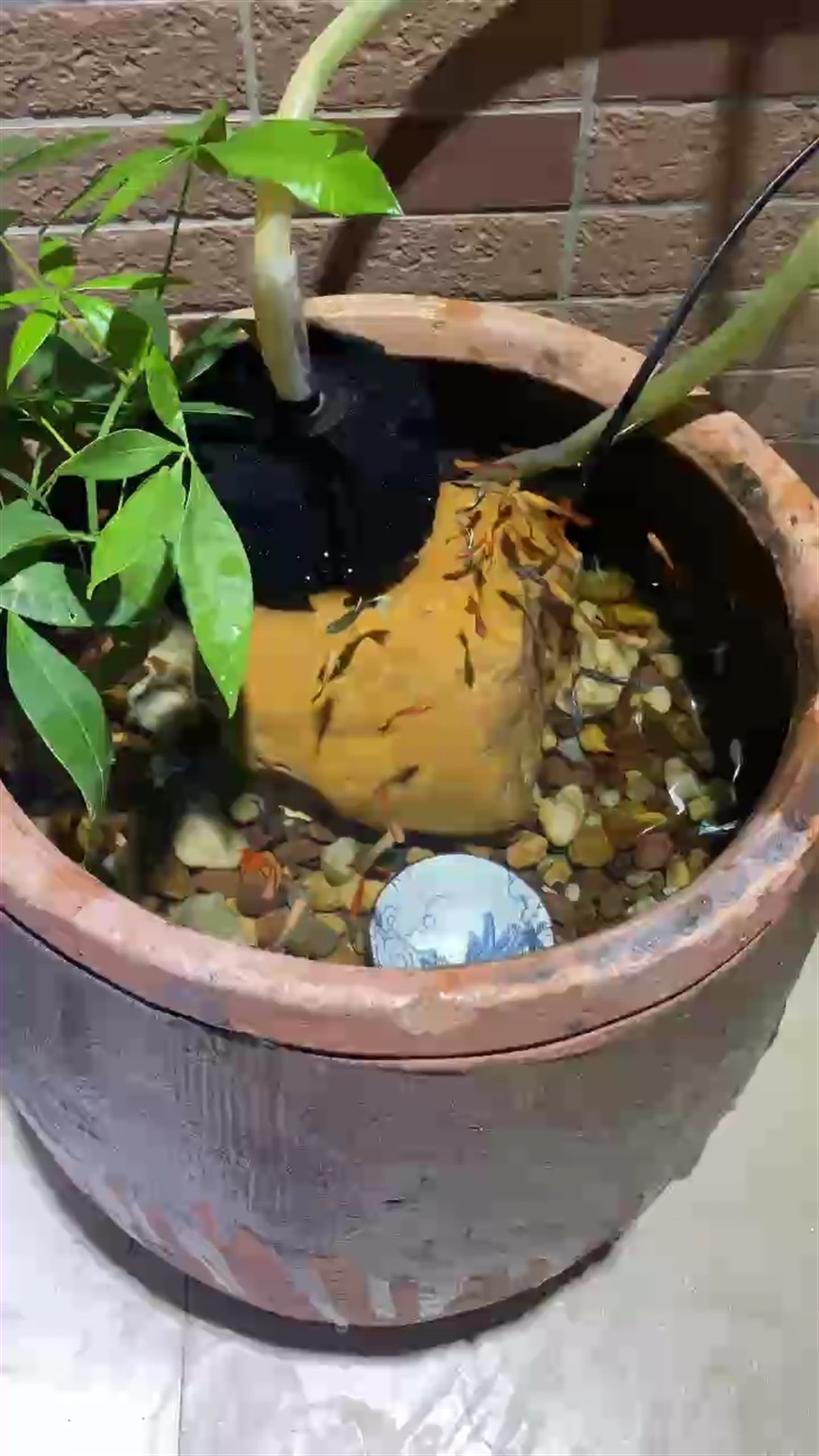 80后的養魚方式[ciya] 80后的養魚方式[ciya] 龍魚論壇
