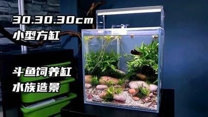 斗魚缸造景好還是不造景好看些：斗魚缸造景可以為斗魚提供一個更豐富多樣的生活環境