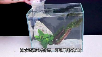 斗魚缸造景好還是不造景好看些：斗魚缸造景可以為斗魚提供一個更豐富多樣的生活環境
