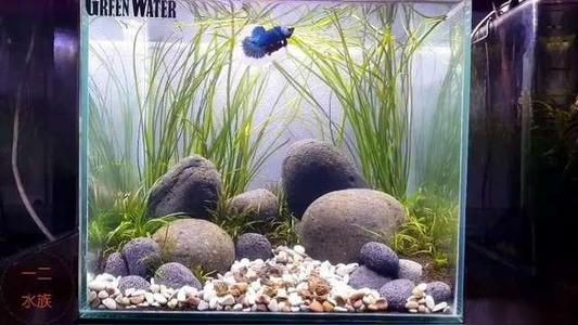 鵝卵石可以直接放在魚缸里嗎：鵝卵石作為一種自然的石材，可以放在魚缸里