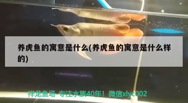 養虎魚的寓意是什么(養虎魚的寓意是什么樣的)