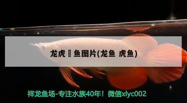 泰國虎 龍虎魟魚圖片(龍魚虎魚) 虎魚百科 龍虎魟魚圖片(龍魚虎魚) 龍虎魟魚圖片(龍魚虎魚) 虎魚百科
