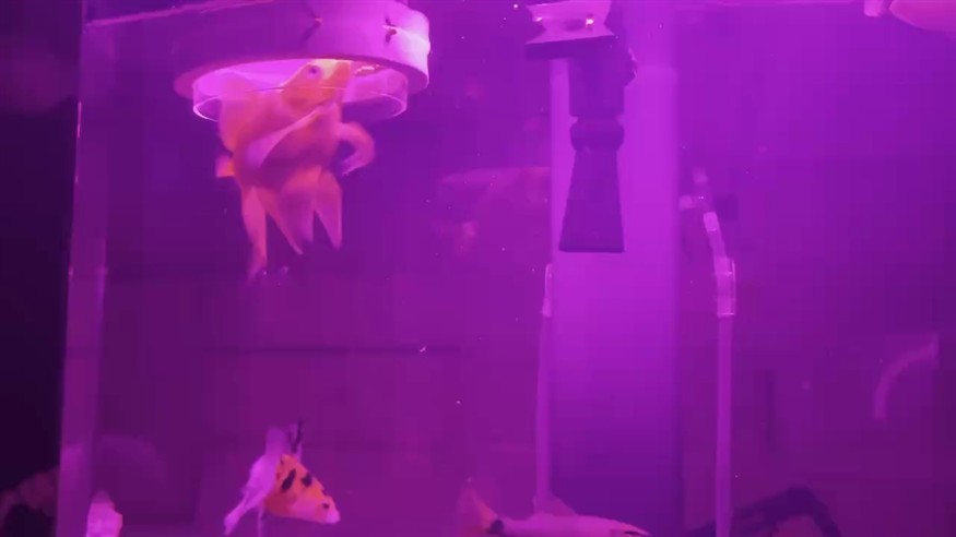 打卡?搶食近照
