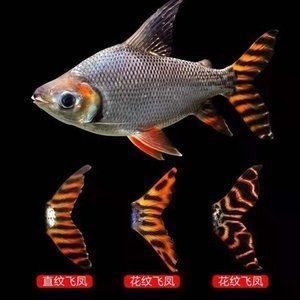 龍魚的配魚泰國鯽